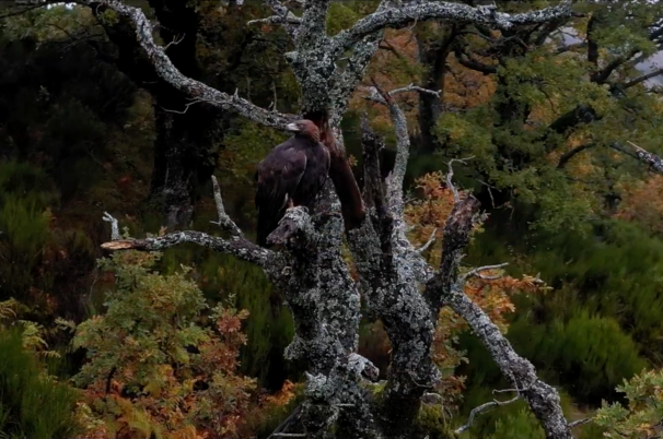 Iberia, naturaleza infinita: en las alas de un águila imperial | Planeta  Aventura