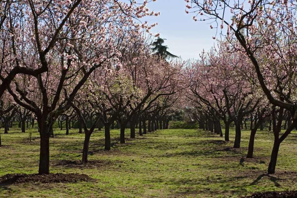 Seis sitios para ver los cerezos en flor en España (y en Burgos