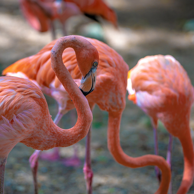 Biodiversidad