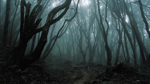 Bosque Hoia-Baciu, en Rumanía
