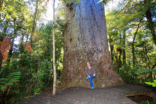 arbol gigante waipoua