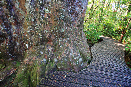 paseando arboles gigantes