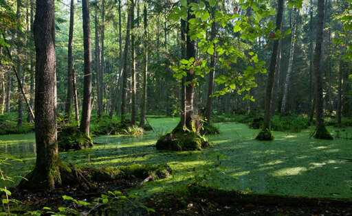 Bosque de Bialowieza