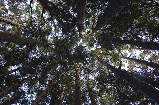 bosque arboles gigantes