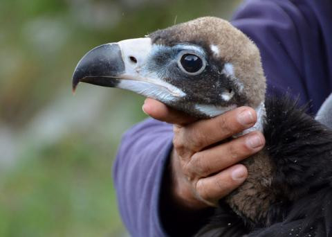 Buitre negro Biodiversidad Aventura AMazonia.jpg