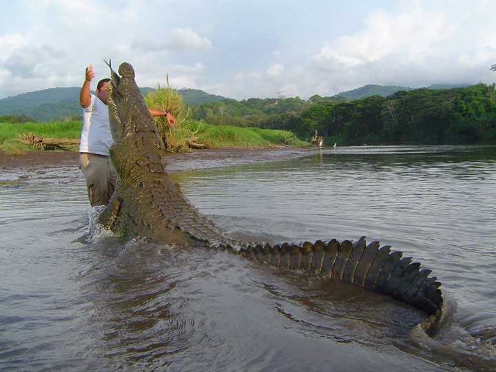 Costa Rica Tour Cocodrilos Manglares Aventura Amazonia.jpg