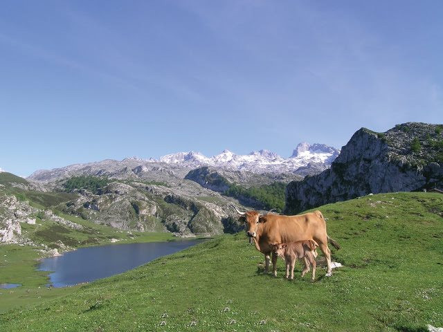 Lagos de Covadonga.jpg