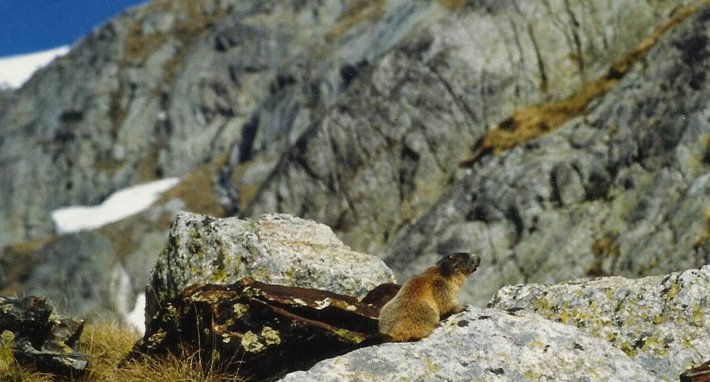 Marmotas Plaga Pirineos Aventura Amazonia.jpg