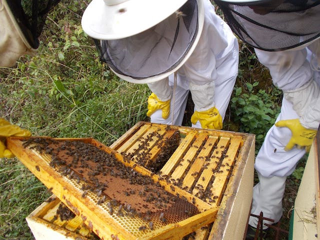 Mayo Mes de las Abejas Compromiso12Meses Aventura Amazonia1.jpg