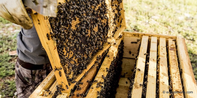 Mayo Mes de las Abejas Compromiso12Meses Aventura Amazonia2.jpg