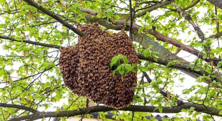 Mayo Mes de las Abejas Compromiso12Meses Aventura Amazonia3.jpg