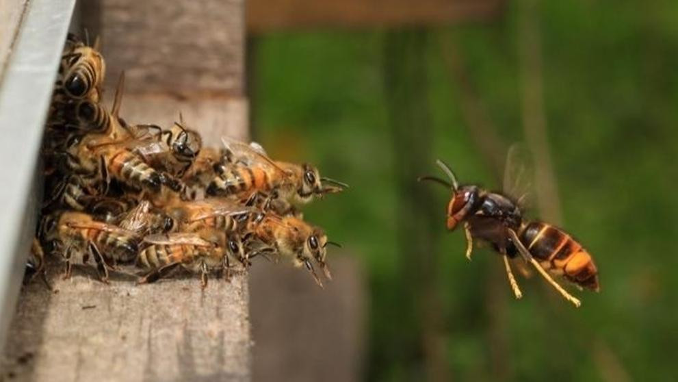 Mayo Mes de las Abejas Compromiso12Meses Aventura Amazonia4.jpg