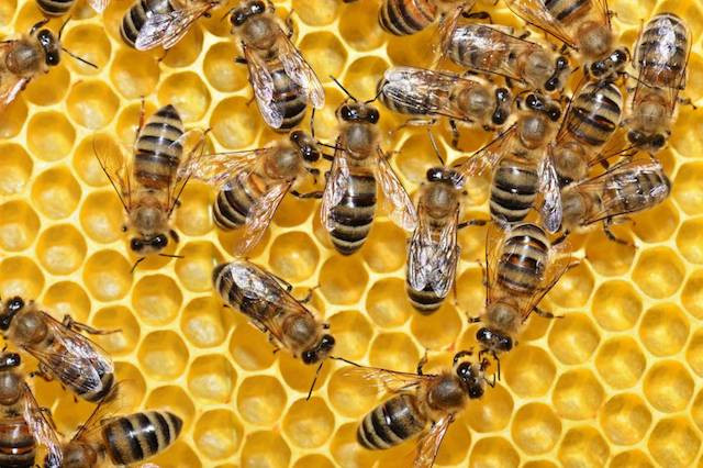 Mayo Mes de las Abejas Compromiso12Meses Aventura Amazonia5.jpg