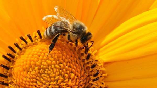 Mayo Mes de las Abejas Compromiso12Meses Aventura Amazonia6.jpg
