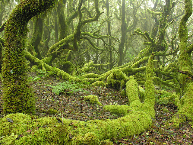 Parque Nacional Garajonay2.jpg
