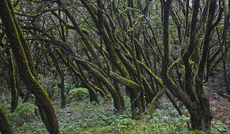 Parque Nacional Garajonay Gomera Islas Canarias Senderismo Bosque encantado aventura amazonia.jpg