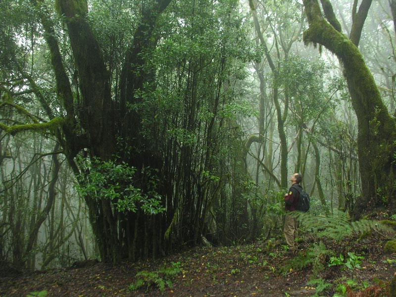 Parque Nacional Garajonay Gomera Islas Canarias Senderismo aventura amazonia.jpg
