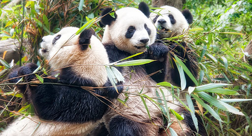 El oso panda, una de las especies amenazadas