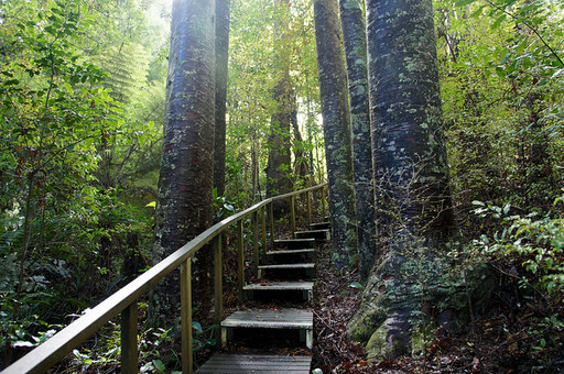 bosque waipoua