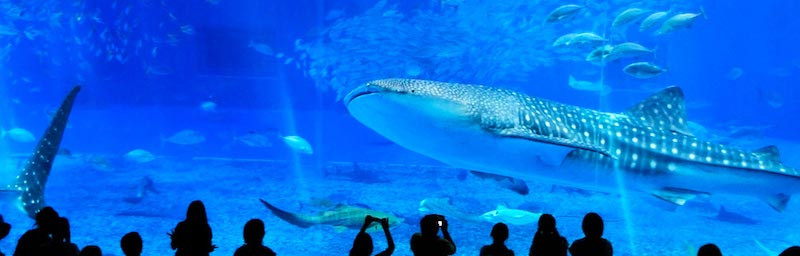 acuario Churami Okinawa aventura amazonia11.jpg