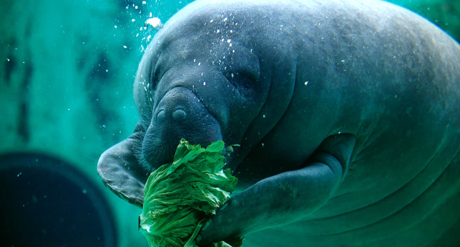 acuario Churami Okinawa aventura amazonia3.jpg