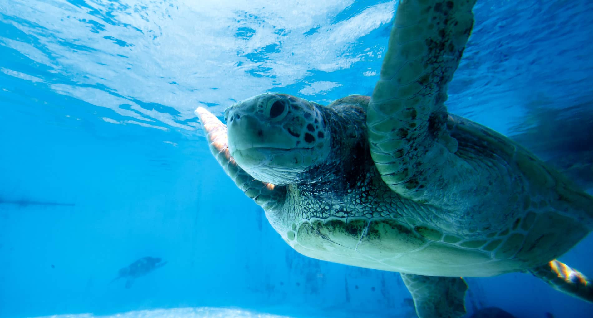 acuario Churami Okinawa aventura amazonia4.jpg