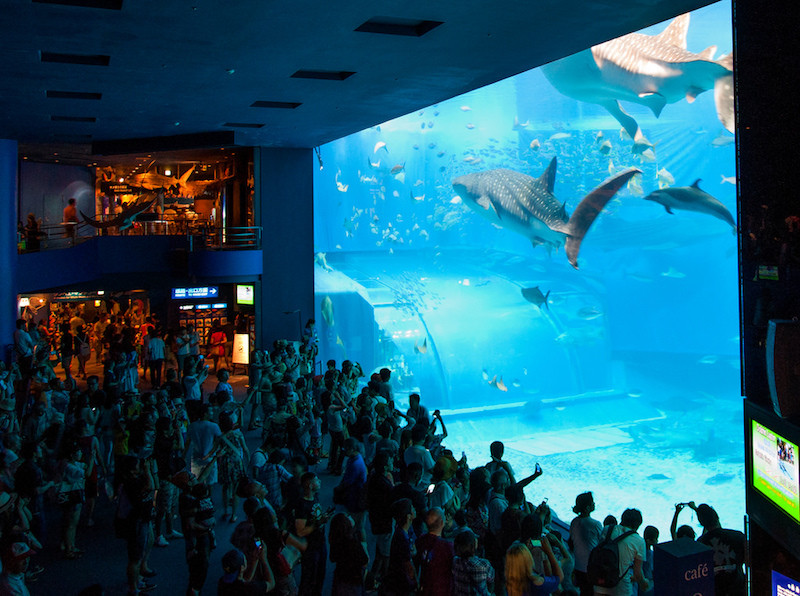 acuario Churami Okinawa aventura amazonia7.jpg