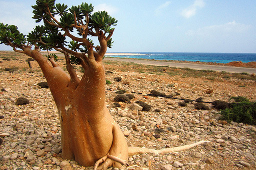 Árbol botella en Socotra