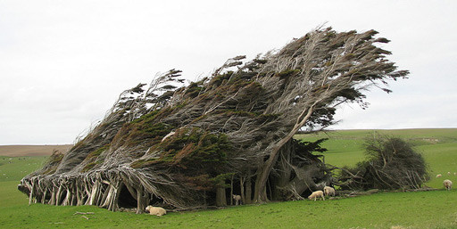 Árboles alien en Nueva Zelanda