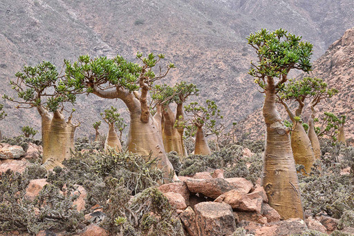 Árboles botella de Socotra