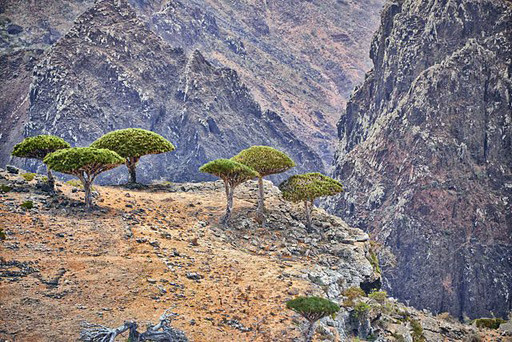 Árboles dragón en Socotra