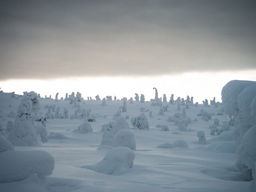 Árboles en Laponia Finlandesa