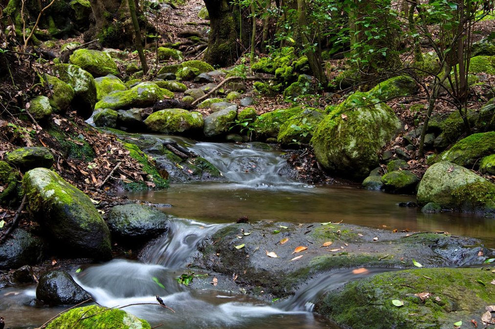 bosque cedro garajonay