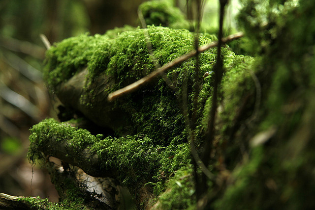 Bosque cuento tolkien