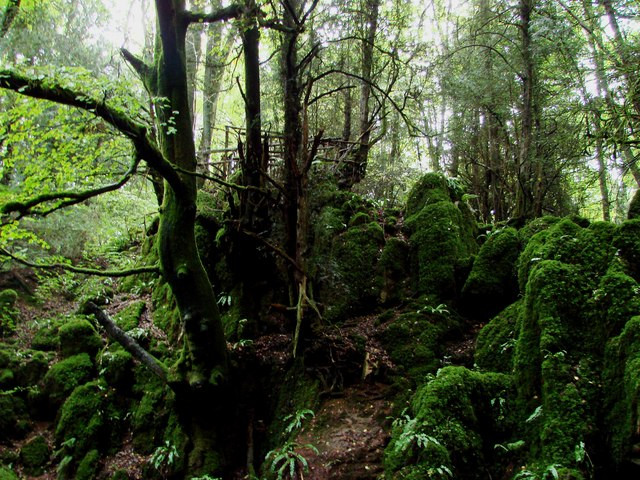 Bosque tolkien puzzlewood