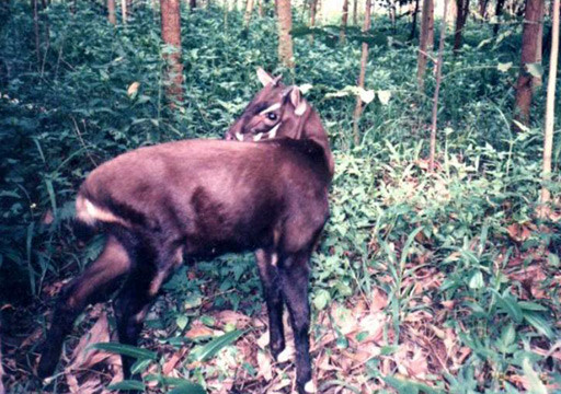 buey-vu-quang.jpg