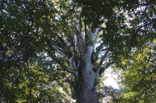 bosque kauris gigantes