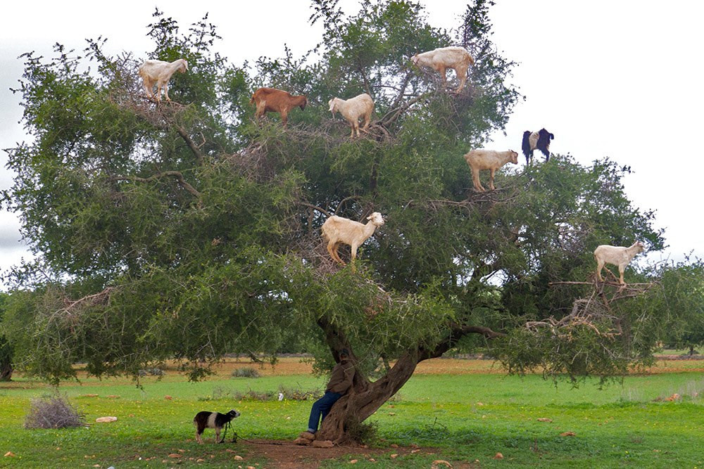 Cabras Árboles
