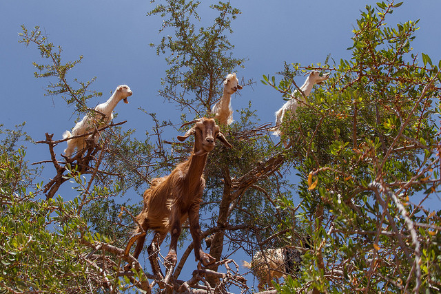 cabras trepadoras marruecos.jpg