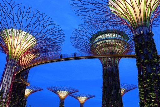 Supertree-Grove-Singapur.jpg