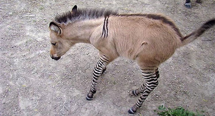 cria cebra asno