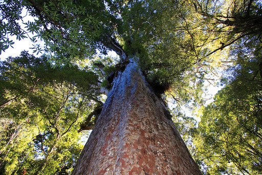 arbol kauri gigante