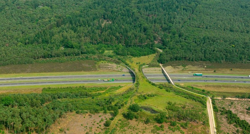 ecoductos puentes verdes ciudades bosque aventura amazonia3.jpg