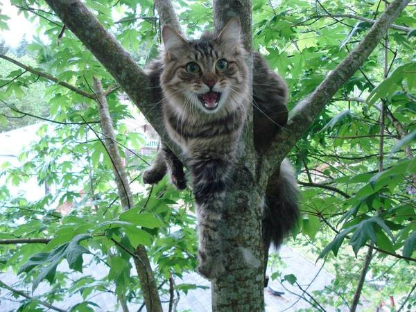gatos del arbol.jpg