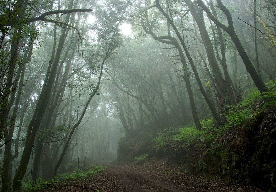 gomera garajonay