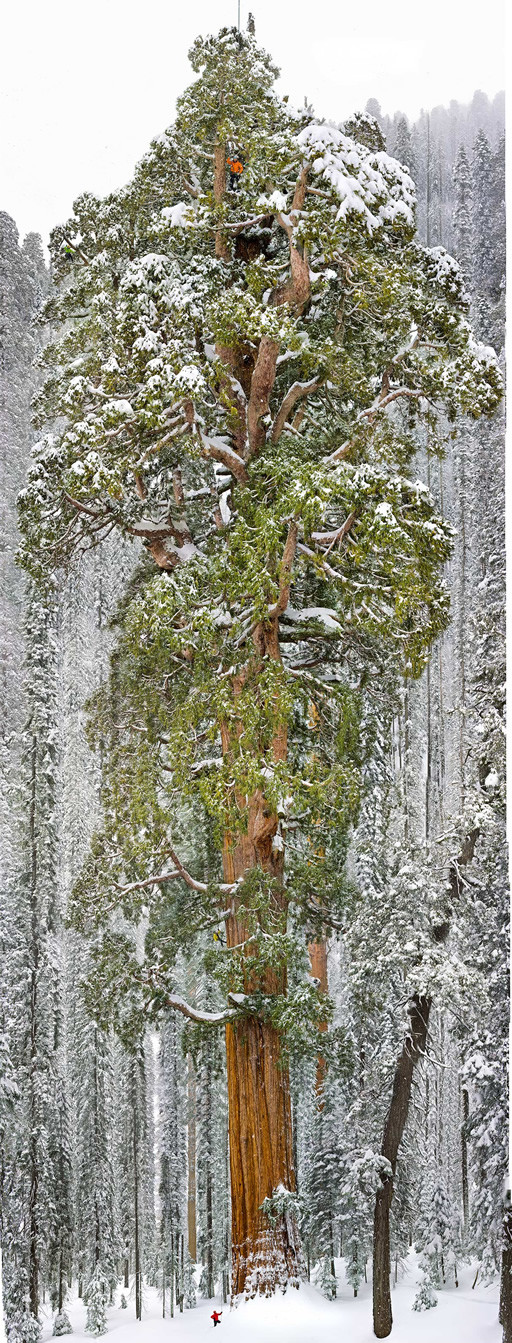 gran-secuoya-national-geographic.jpg