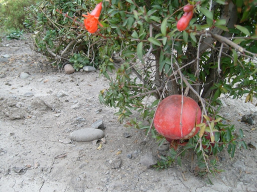 Granado punica protopunica