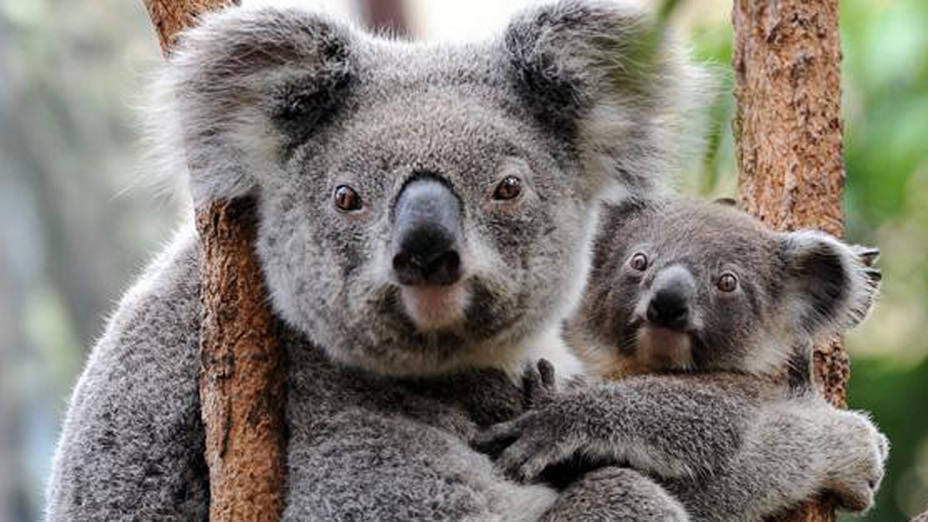 koalas.jpg