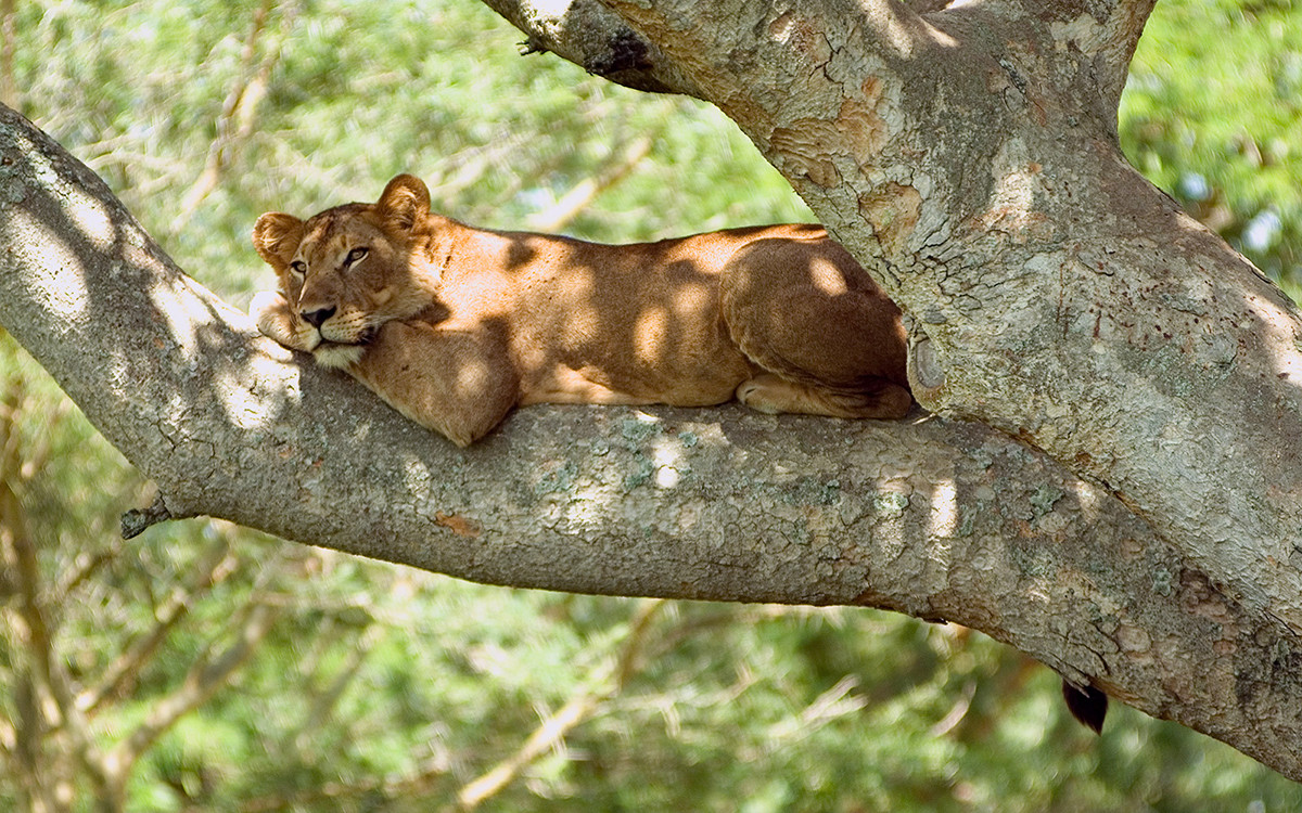 león uganda.jpg
