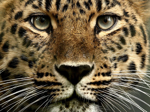 leopardo-amour.jpg